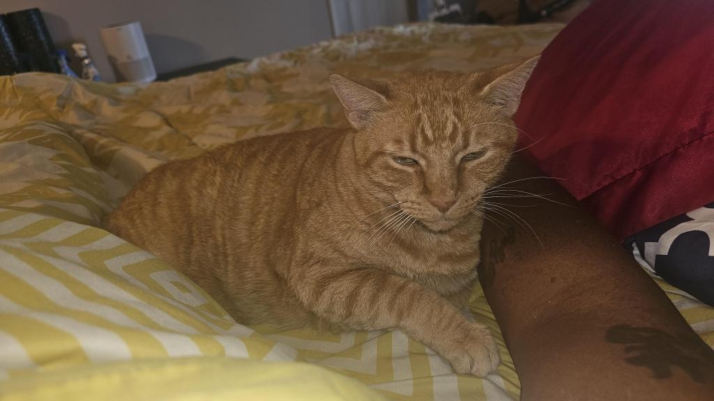 Neko photo 4