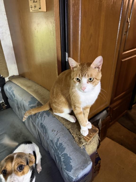 Garfield