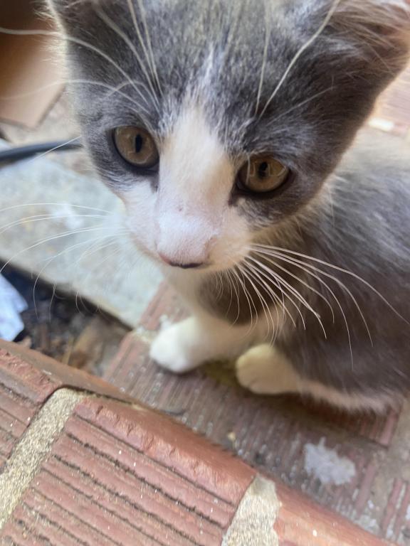 Cute Kittens photo 2