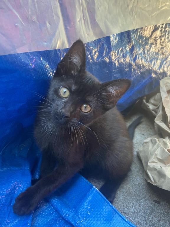 Cute Kittens photo 1