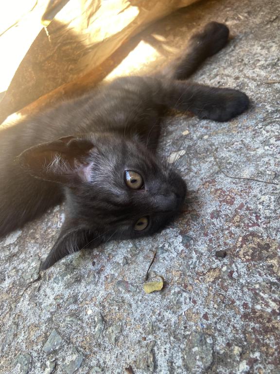 Cute Kittens photo 3