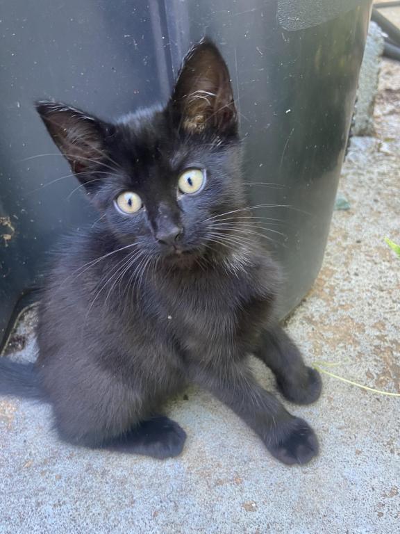 Cute Kittens photo 4