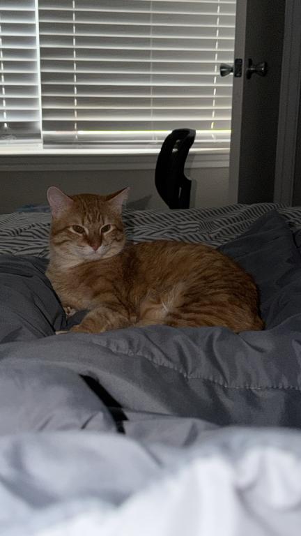 Chef photo 8