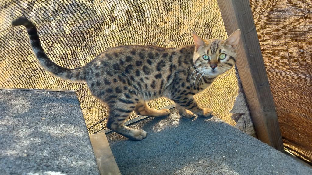 Leo And Babies Kittens photo 7