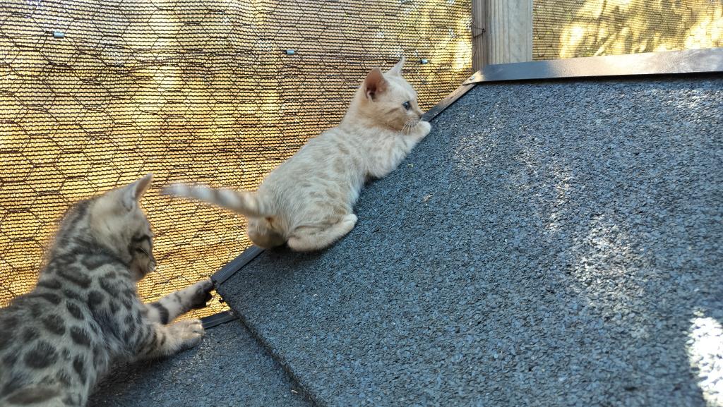 Leo And Babies Kittens photo 6