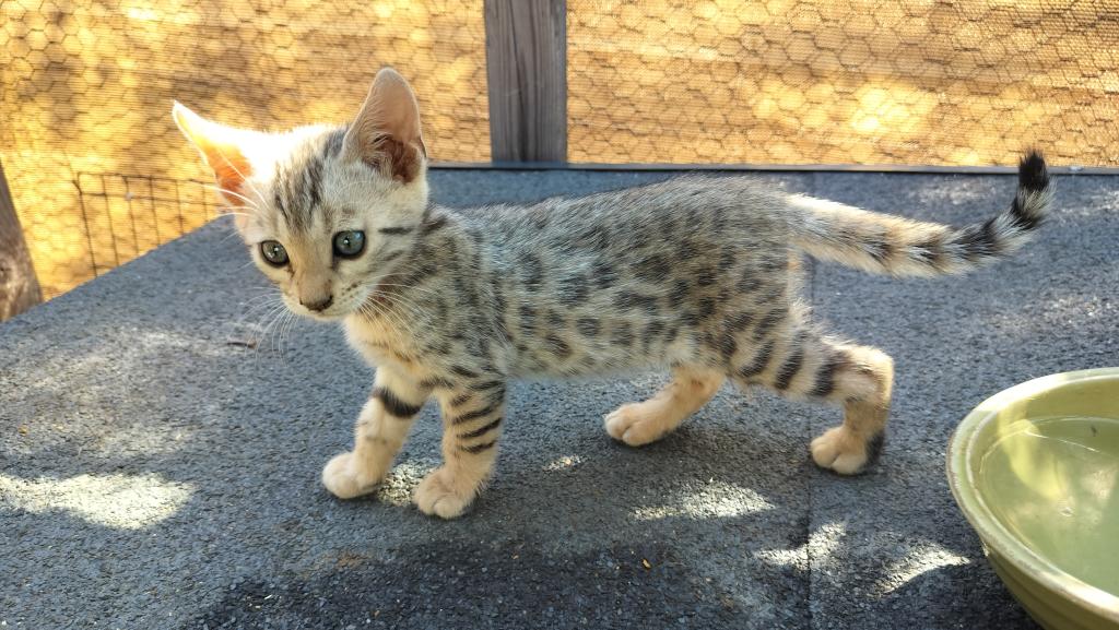Leo And Babies Kittens photo 5