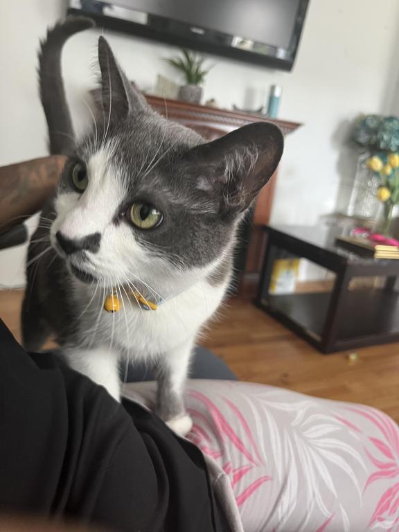 Nala photo 1
