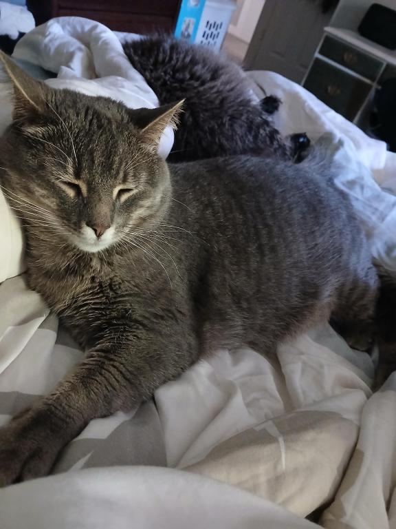 Nala