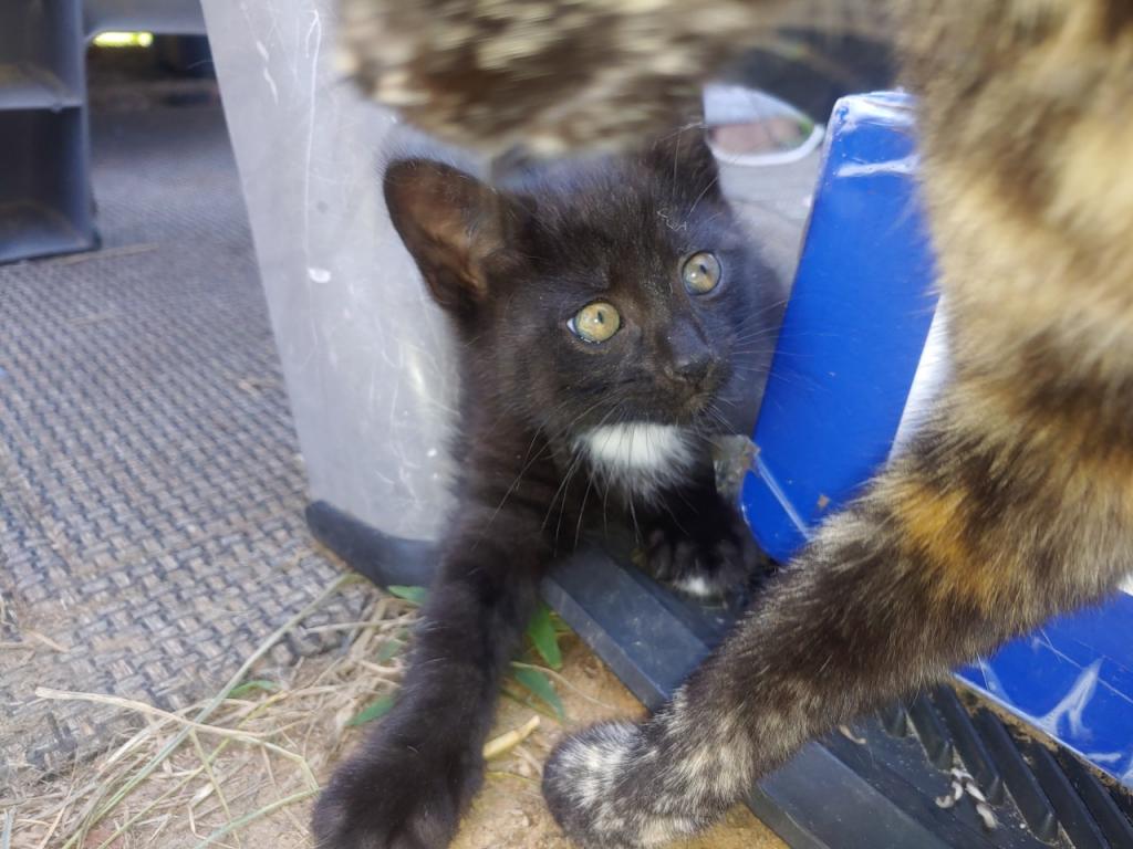 Black Kitty