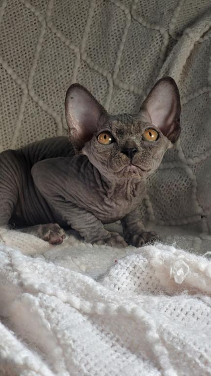 Blue Sphynx Girl photo 1