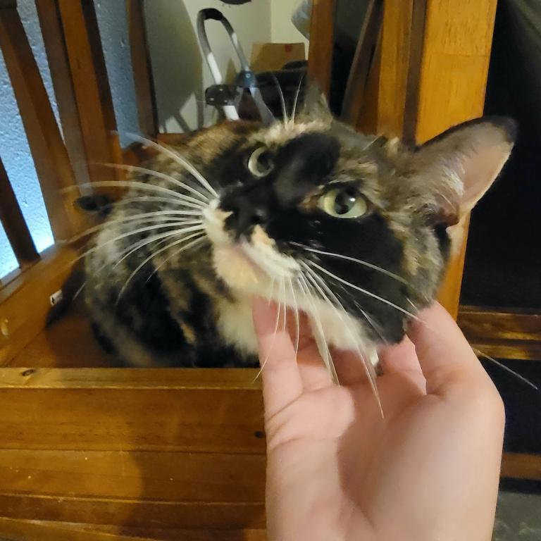 Cheyenne