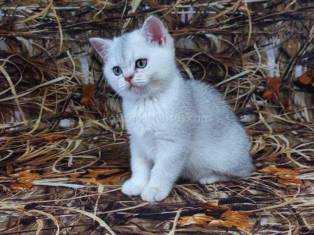 Zarina Silver Shaded Chinchilla Scottish Straight photo 3