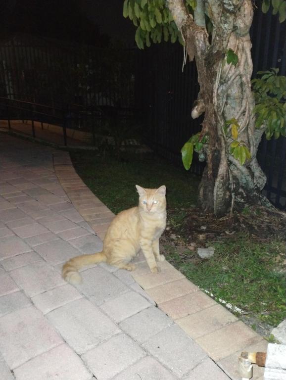 Nala photo 1