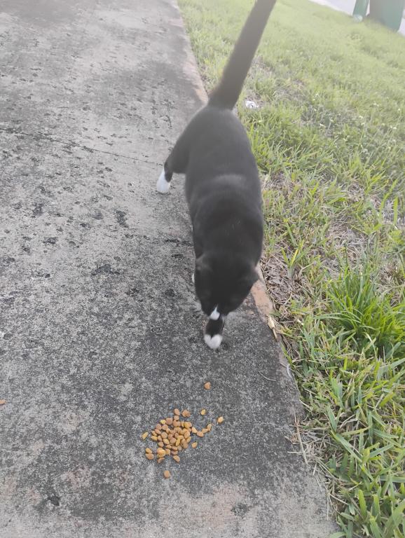 Frijoles Negro photo 40