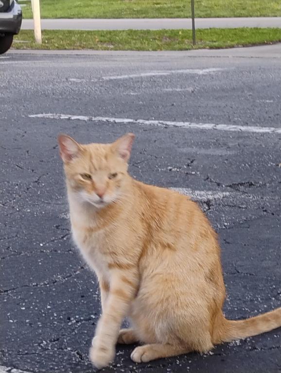 Kitty Buddy Buddy Girl