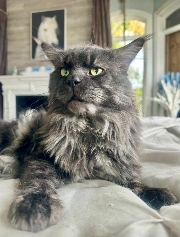 European Champion Bloodlines Maine Coons photo 2