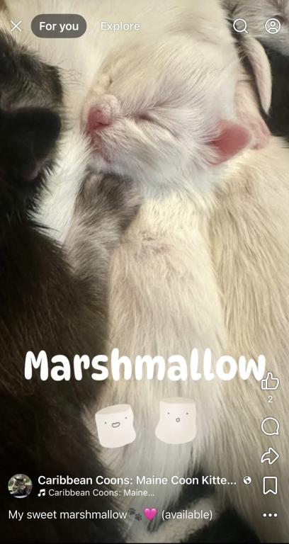 European Champion Bloodlines Maine Coons photo 12