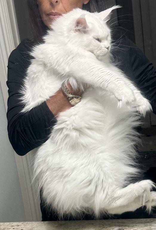European Champion Bloodlines Maine Coons photo 5