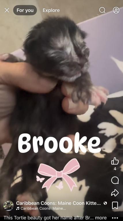 European Champion Bloodlines Maine Coons photo 8