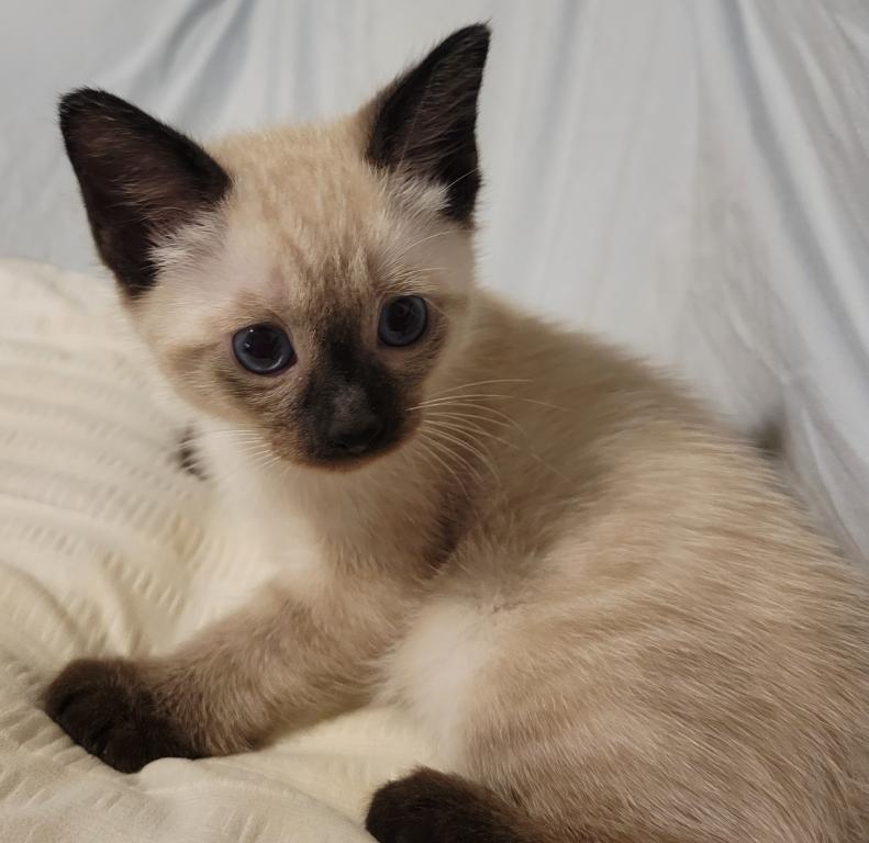 Dax