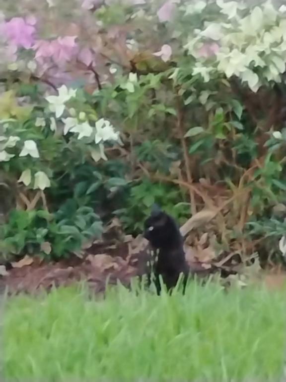 Blackest Black