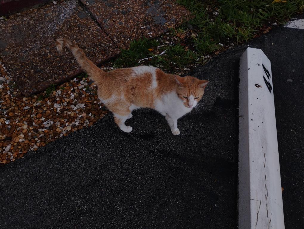 Rusty photo 17