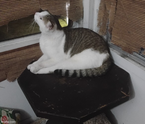 Glacier GBear photo 41