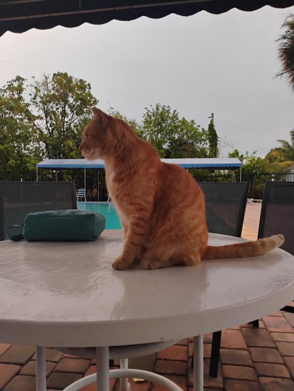 Sesame CatKat photo 20