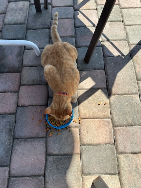 Sesame CatKat photo 5