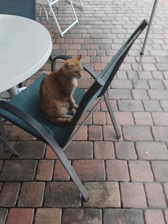 Sesame CatKat photo 8
