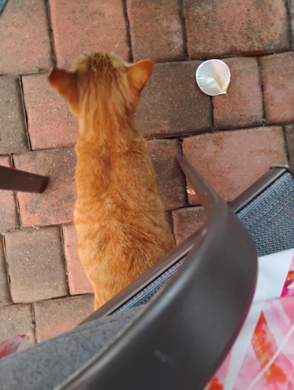 Sesame CatKat photo 22