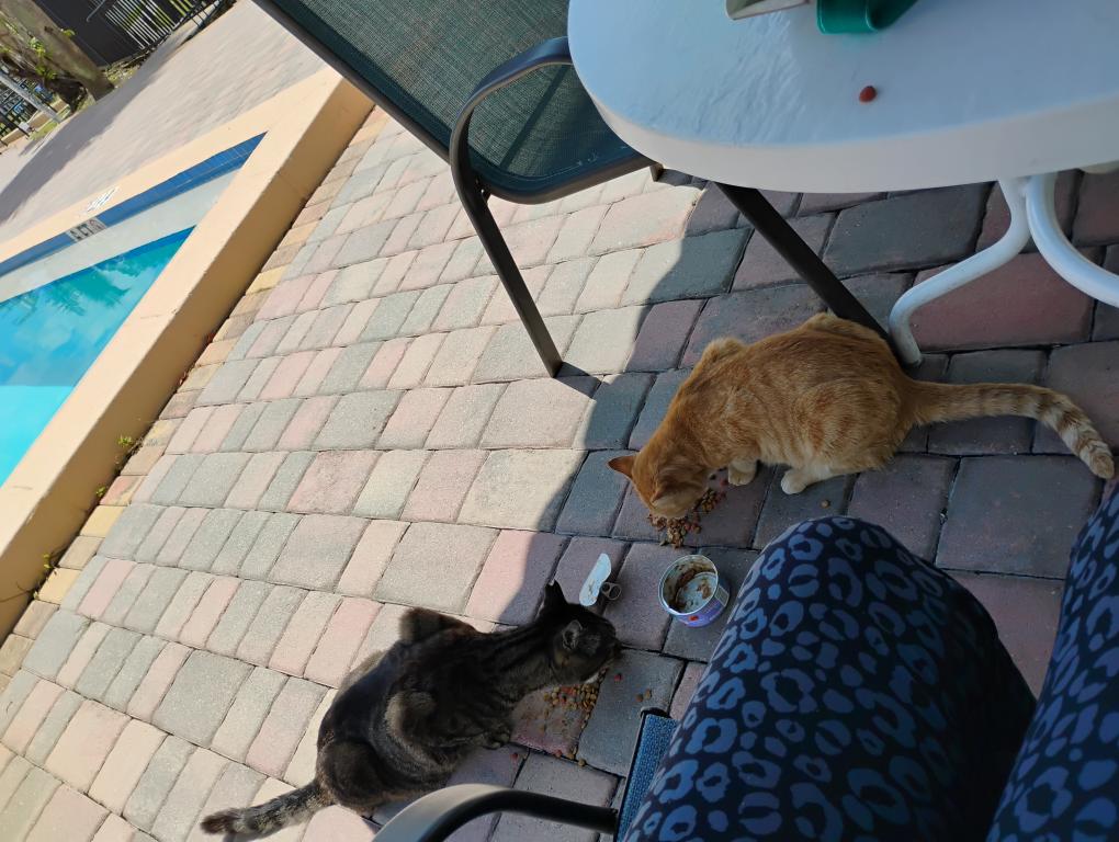 Sesame CatKat photo 35