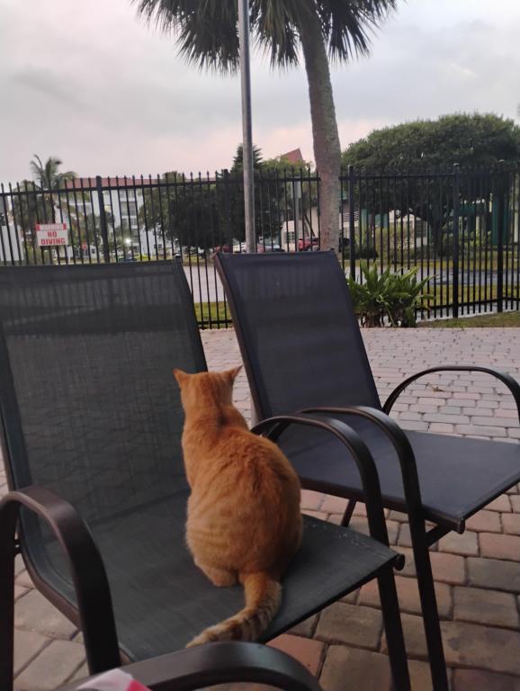 Sesame CatKat photo 21