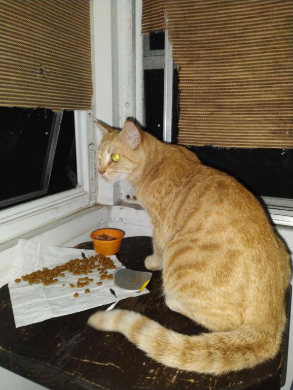 Sesame CatKat photo 18