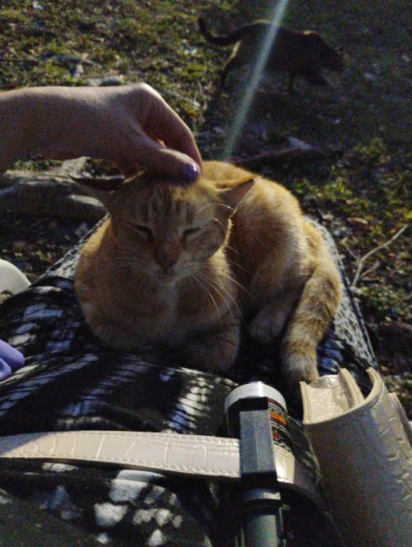 Sesame CatKat photo 33