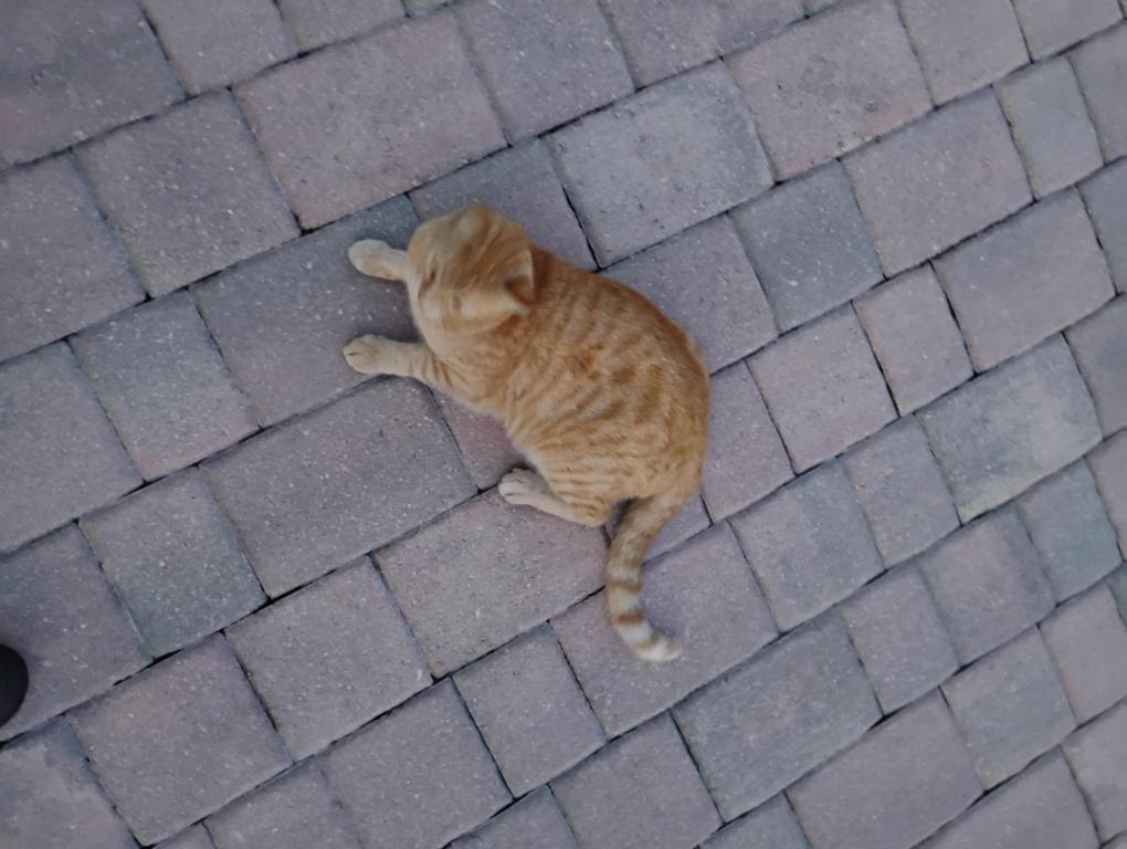 Sesame CatKat photo 14