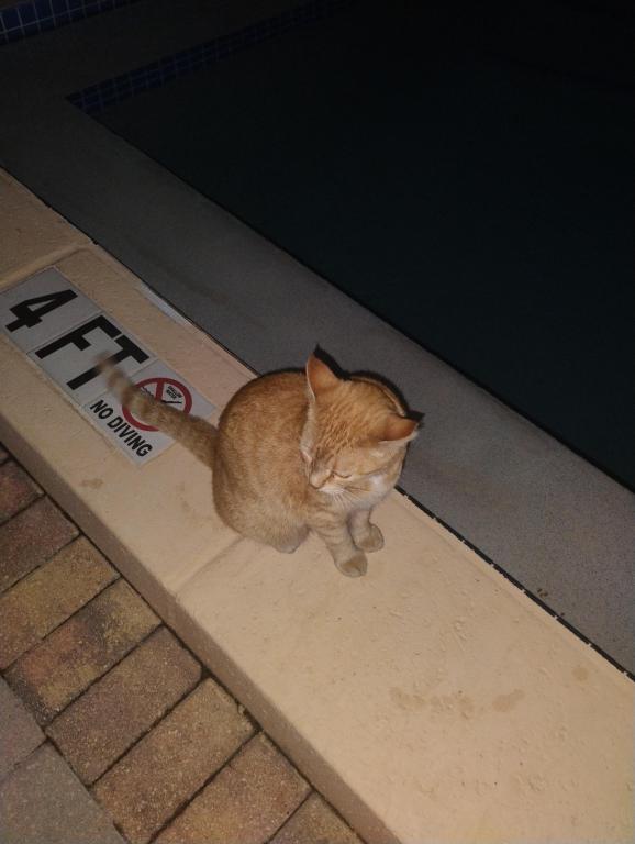 Sesame CatKat photo 38