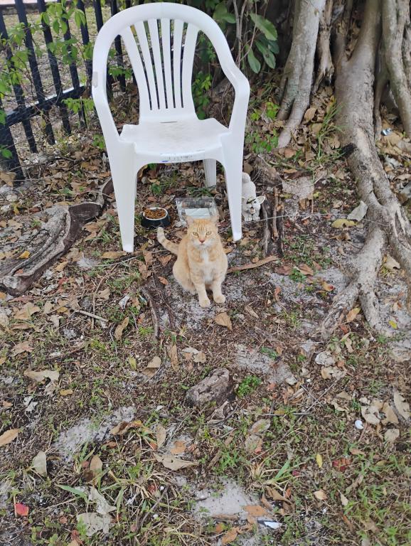 Sesame CatKat photo 43