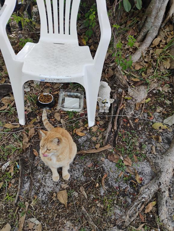 Sesame CatKat photo 50