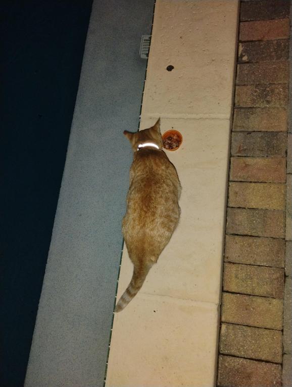 Sesame CatKat photo 37