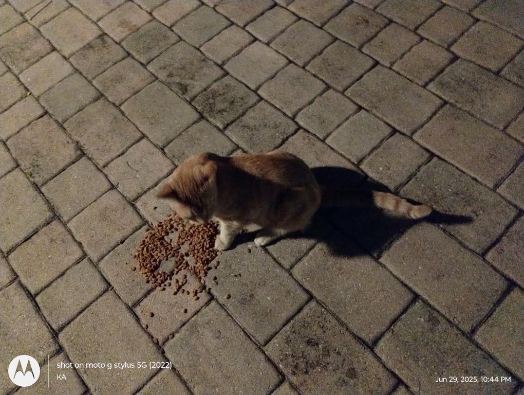 Sesame CatKat photo 6