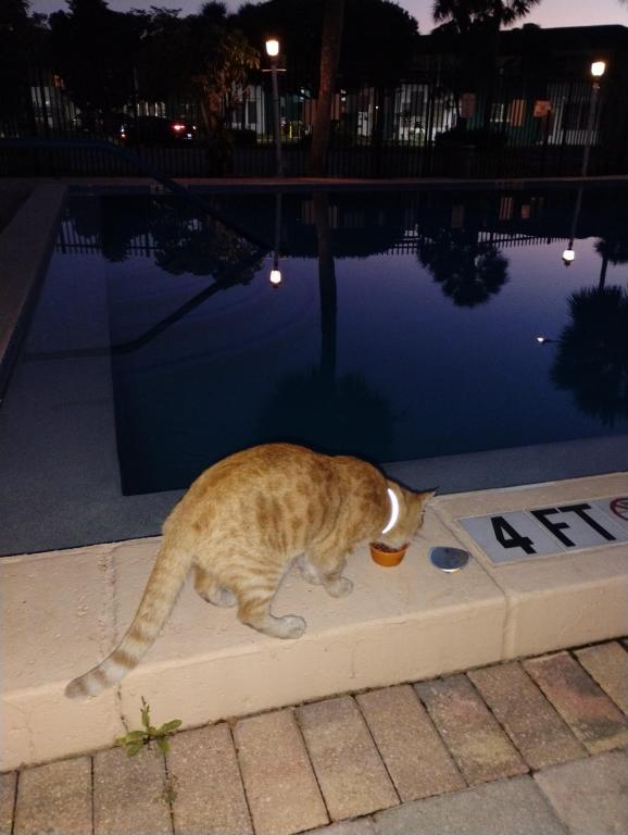 Sesame CatKat photo 41