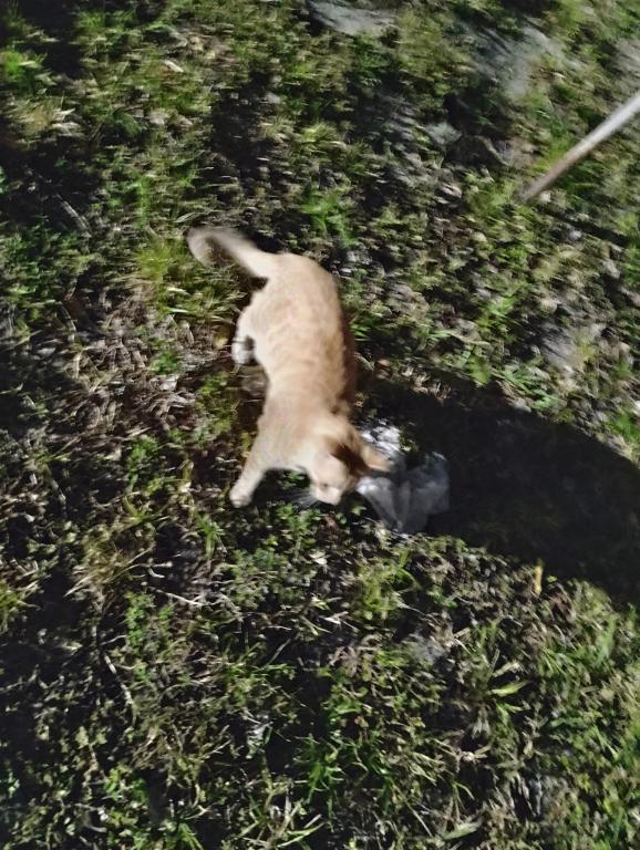 Sesame CatKat photo 29