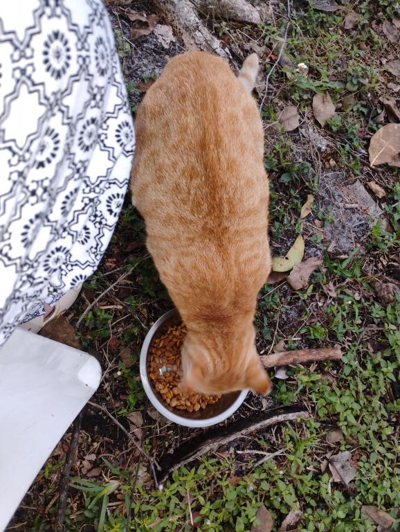 Sesame CatKat photo 40