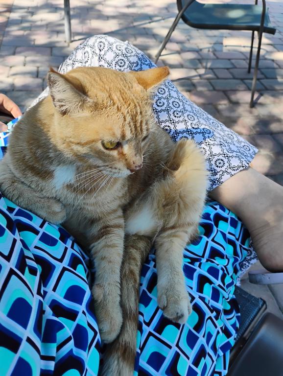 Sesame CatKat