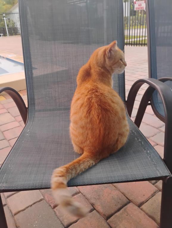 Sesame CatKat photo 25