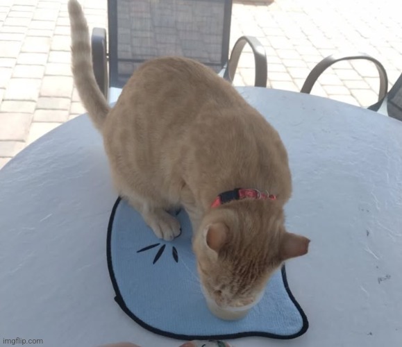 Sesame CatKat photo 36