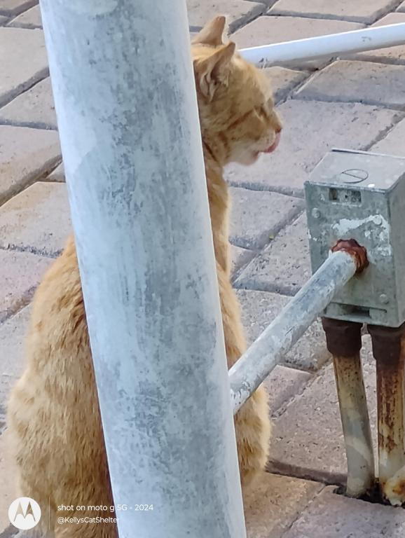 Sesame CatKat photo 19
