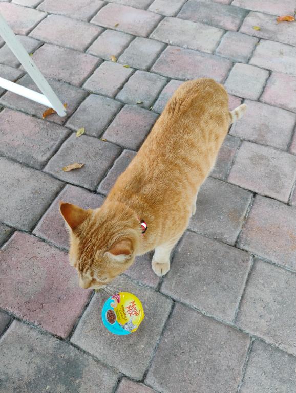 Sesame CatKat photo 45