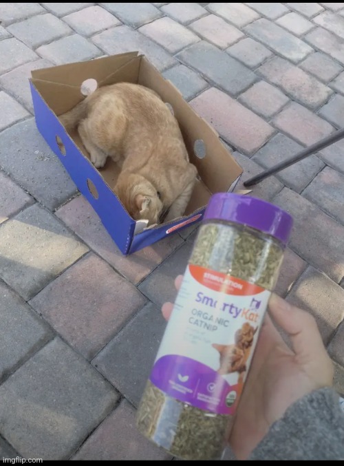 Sesame CatKat photo 17